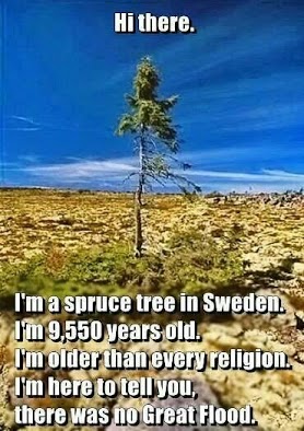 9550 year old Spruce tree